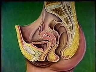 Mujer anatomía del tracto reproductivo